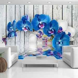 Fototapeta - Kobaltowa orchidea
